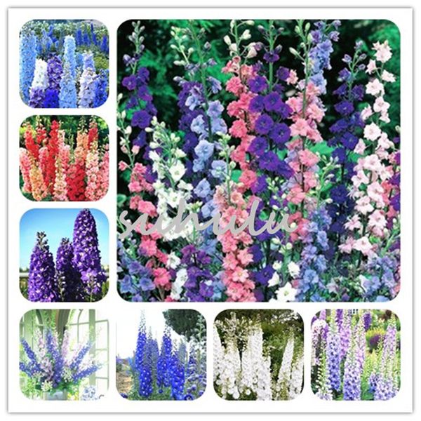 

Семена цветов 100 шт. Delphinium Seeds Mix-Delphinium Cultorum семейный сад семена растений Пчела и ба