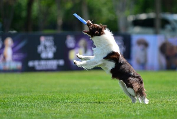 силиконовые открытый летающие диски домашние животные собаки fetch toy pet dog flying disc зуб устойчивостью обучение игрушка
силиконовые открытый летающие диски домашние животные собаки fetch toy pet dog flying disc зуб устойчивостью обучение игрушка
