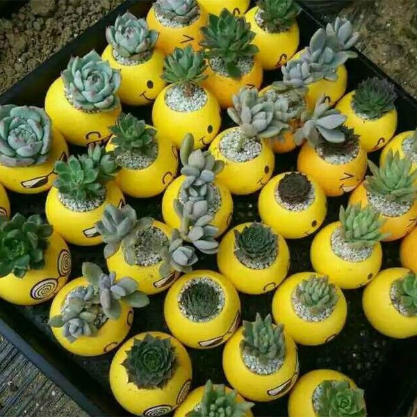 mini emoji decorative planters pots cartoon ceramic qq expression plant flower planters garden patio supplies 6 styles wx-p06
mini emoji decorative planters pots cartoon ceramic qq expression plant flower planters garden patio supplies 6 styles wx-p06