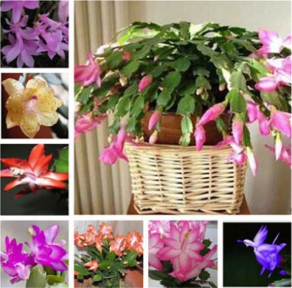 50 Pcs Zygocactus Truncatus,Schlumbergera Seeds,Indoor Potted Plants, Green Plants So Beautiful Flower Seeds Light Up Your Garden
50 Pcs Zygocactus Truncatus,Schlumbergera Seeds,Indoor Potted Plants, Green Plants So Beautiful Flower Seeds Light Up Your Garden