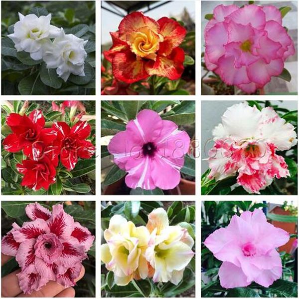 2 шт. уникальный Роза пустыни бонсай цветы семена красивый цвет декоративных раст
2 шт. уникальный Роза пустыни бонсай цветы семена красивый цвет декоративных раст