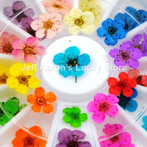 12 color dried flower flower for nail art decorations natural nail dry flowers wheel, Silver;gold
12 color dried flower flower for nail art decorations natural nail dry flowers wheel, Silver;gold