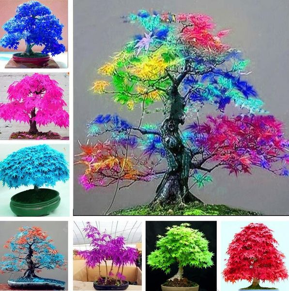 tree seeds four seasons red leaf maple seeds bonsai blue maple tree japanese maple seeds balcony plants for home garden supplies i183
tree seeds four seasons red leaf maple seeds bonsai blue maple tree japanese maple seeds balcony plants for home garden supplies i183