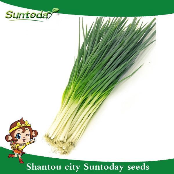 Suntoday КИТАЙСКИЙ лук-порей Чеснок Плоский Chive Allium Зеленый Лук Скаллион Семена Азиат
Suntoday КИТАЙСКИЙ лук-порей Чеснок Плоский Chive Allium Зеленый Лук Скаллион Семена Азиат