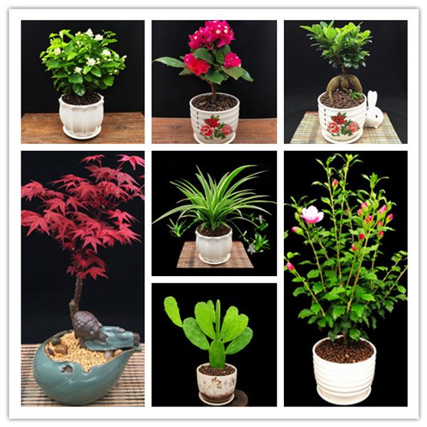 12 varieties of Botany mixed seed 360PCS rare bonsai Botany flower seeds full color plant A group of potted Jasmine Rhododendron maple seeds
12 varieties of Botany mixed seed 360PCS rare bonsai Botany flower seeds full color plant A group of potted Jasmine Rhododendron maple seeds