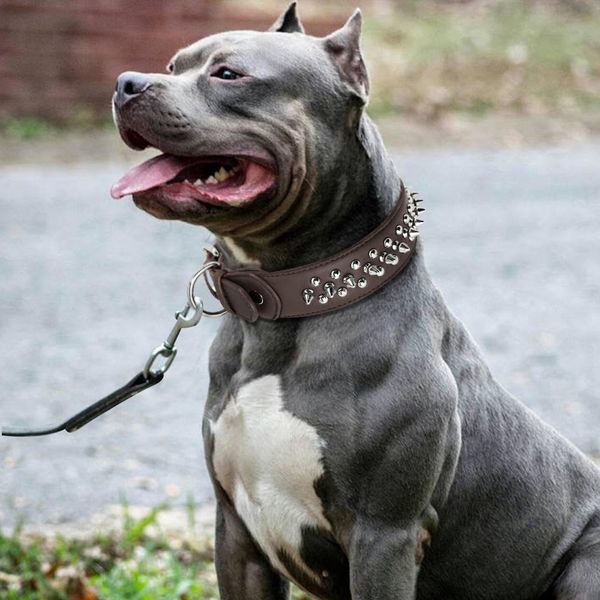 Coleiras & Trelas para Cães victoria1985
Coleiras & Trelas para Cães victoria1985