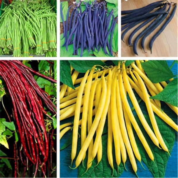 10 шт / мешок фасоли Семена овощных Phaseolus Vulgaris растений, зеленая фасоль восхититель
10 шт / мешок фасоли Семена овощных Phaseolus Vulgaris растений, зеленая фасоль восхититель
