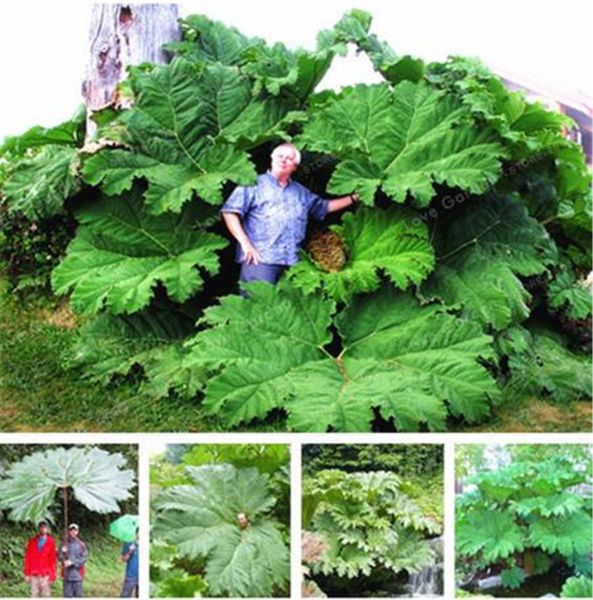50 pcs/bag gunnera manicata seeds also called giant rhubarb seeds grow in partial shade huge leaves outdoor plant in garden
50 pcs/bag gunnera manicata seeds also called giant rhubarb seeds grow in partial shade huge leaves outdoor plant in garden