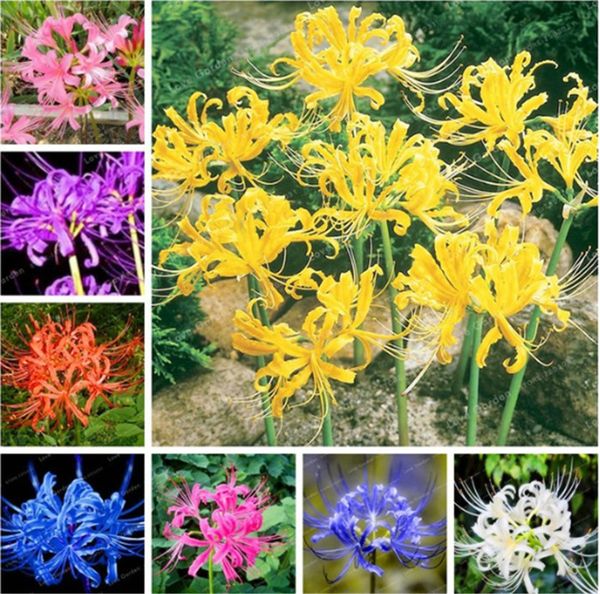 100 Шт. Правда Смешанный Lycoris Radiata Семена Многолетние Красивый Цветок Естественный
100 Шт. Правда Смешанный Lycoris Radiata Семена Многолетние Красивый Цветок Естественный
