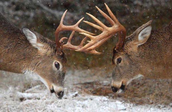Amazing Two Deers Animal Art Posters Print Photopaper 16 24 36 47 inches
Amazing Two Deers Animal Art Posters Print Photopaper 16 24 36 47 inches