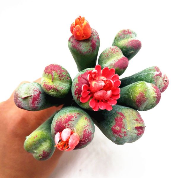 новый дизайн 12 шт. литопс суккуленты растения diy аксессуары искусственные цветы свадебный декор главная рождественские украшения ремесло
новый дизайн 12 шт. литопс суккуленты растения diy аксессуары искусственные цветы свадебный декор главная рождественские украшения ремесло