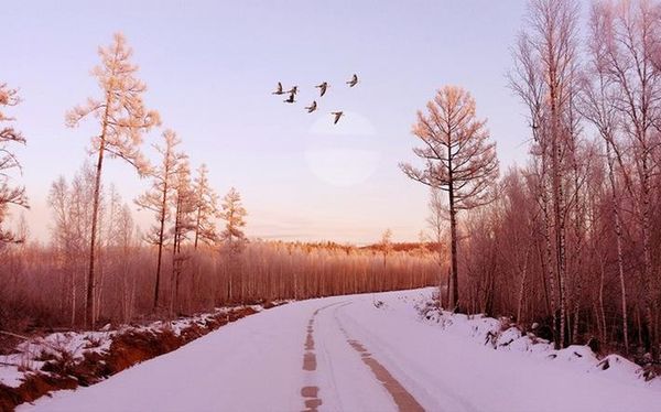 custom any size mural wallpaper fantasy snow scene birch forest background wall painting art mural for living room large painting home deco
custom any size mural wallpaper fantasy snow scene birch forest background wall painting art mural for living room large painting home deco