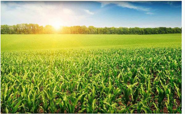 3d wallpaper custom 3d mural wallpaper farmland scenery is beautiful and simple tv backdrop bedroom p wall paper 3d
3d wallpaper custom 3d mural wallpaper farmland scenery is beautiful and simple tv backdrop bedroom p wall paper 3d