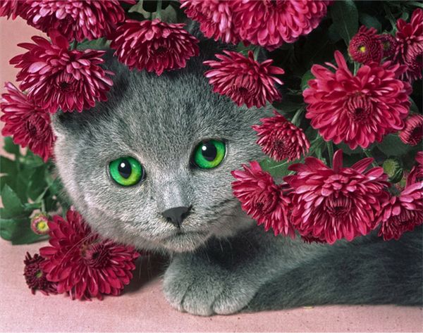 diamond embroidery animal cat red flower diy diamond painting cross stitch kit resin full round diamond mosaic home decoration ro0062
diamond embroidery animal cat red flower diy diamond painting cross stitch kit resin full round diamond mosaic home decoration ro0062