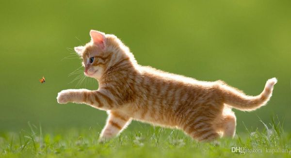 kitty 18 art posters print ppaper 16 24 36 47 inches