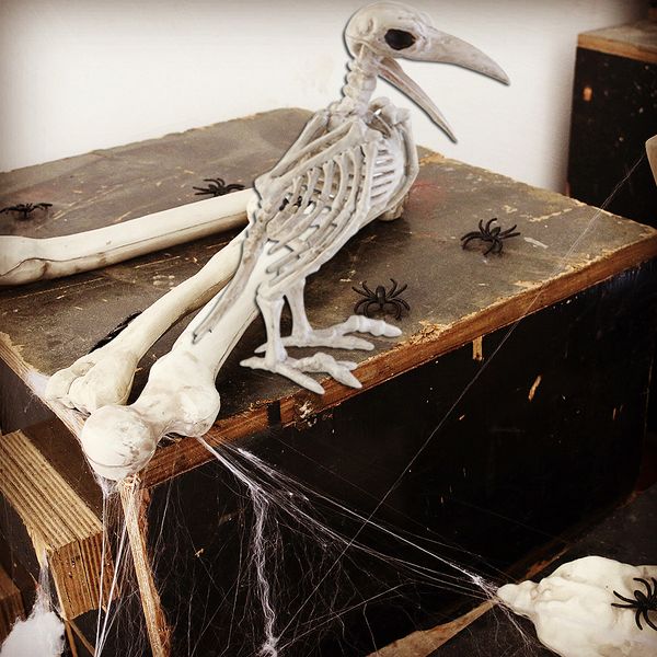 new design сумасшедшая bone скелет ворон 100% пластиковые животных скелет кости horror рождество prop птица ворон скелет украшения
new design сумасшедшая bone скелет ворон 100% пластиковые животных скелет кости horror рождество prop птица ворон скелет украшения