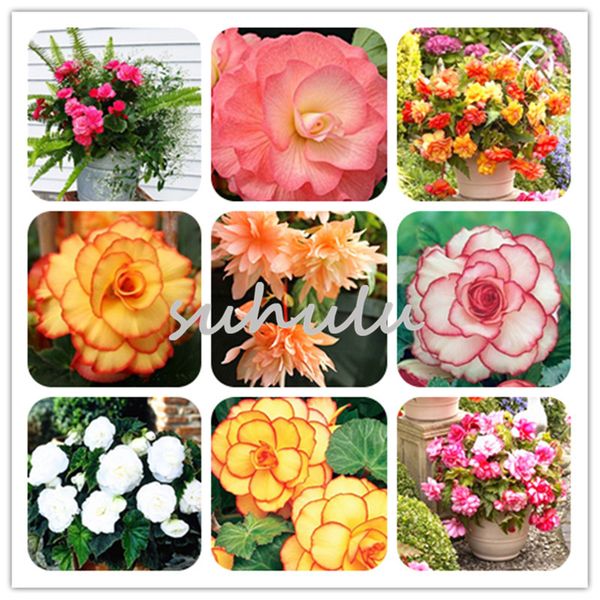 100 Pcs/lot Imported Begonia 'Giant Picotee Mixed' Seeds Flower Seeds Four Seasons Begonia Bonsai Plant Home Garden Free Shipping
100 Pcs/lot Imported Begonia 'Giant Picotee Mixed' Seeds Flower Seeds Four Seasons Begonia Bonsai Plant Home Garden Free Shipping