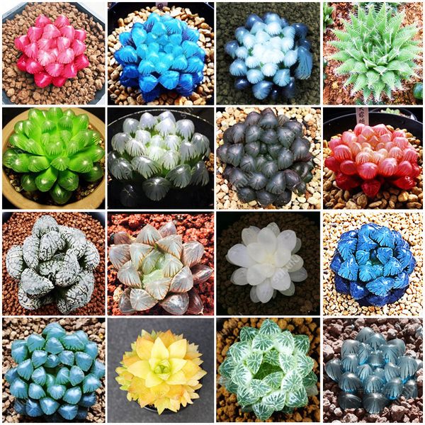 100 Шт Горшечные Суккуленты Мясистые Блестящие Зеленые Растения Haworthia Cooperi Yulu Truncata
100 Шт Горшечные Суккуленты Мясистые Блестящие Зеленые Растения Haworthia Cooperi Yulu Truncata
