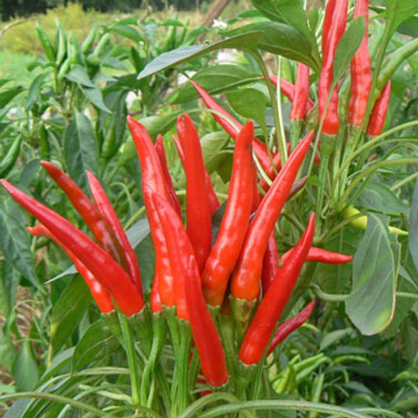 No-GMO Red hot chili peppers семена, домашние фрукты и овощи семена 200 частиц / мешок
No-GMO Red hot chili peppers семена, домашние фрукты и овощи семена 200 частиц / мешок