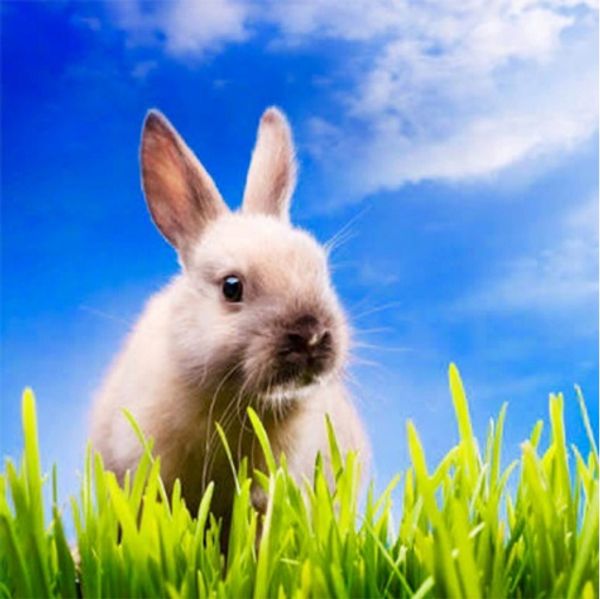 square/round drill 5d diy diamond painting "rabbit" embroidery cross stitch mosaic home decor experience toys gift
square/round drill 5d diy diamond painting "rabbit" embroidery cross stitch mosaic home decor experience toys gift