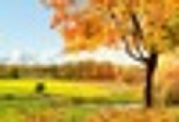 laeacco rural field maple tree river grass harvest scenic p backgrounds customized pgraphy backdrops for p studio
laeacco rural field maple tree river grass harvest scenic p backgrounds customized pgraphy backdrops for p studio