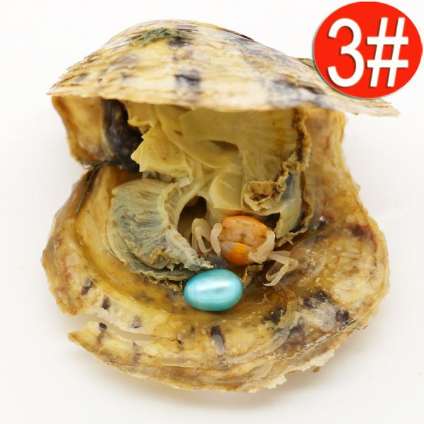 wholesale akoya oysters pear teardrop oyster shell 6-8mm color freshwater natural breeding fresh oyster pearl mussel supply
wholesale akoya oysters pear teardrop oyster shell 6-8mm color freshwater natural breeding fresh oyster pearl mussel supply