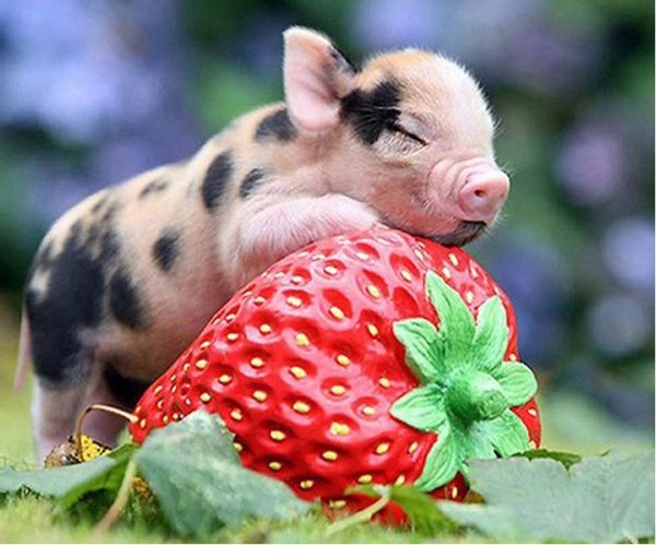 Full Square/Round Drill 5D DIY Diamond Painting "Strawberry pig" Embroidery Cross Stitch Mosaic Home Decor Art Experience toys Gift
Full Square/Round Drill 5D DIY Diamond Painting "Strawberry pig" Embroidery Cross Stitch Mosaic Home Decor Art Experience toys Gift