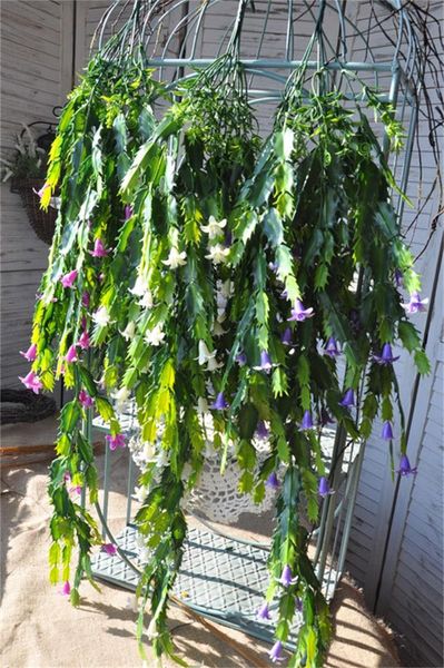 party fahsion simulation wall hanging hanger chlorophytum wedding home hang baskets artificial decorations flower plant leaves new 9 5al zz
party fahsion simulation wall hanging hanger chlorophytum wedding home hang baskets artificial decorations flower plant leaves new 9 5al zz