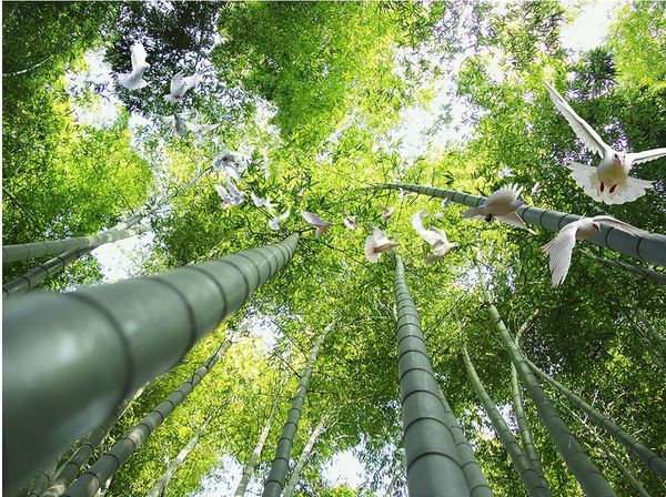wall paper bedroom high-definition three-dimensional aesthetic bamboo forest flying pigeon zenith murals
wall paper bedroom high-definition three-dimensional aesthetic bamboo forest flying pigeon zenith murals