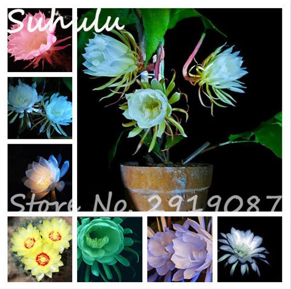 50 Pcs Rare Beautiful Epiphyllum Flower Seeds Rare Orchid Cactus Plants Nightblooming Home Garden Flower Plants
50 Pcs Rare Beautiful Epiphyllum Flower Seeds Rare Orchid Cactus Plants Nightblooming Home Garden Flower Plants