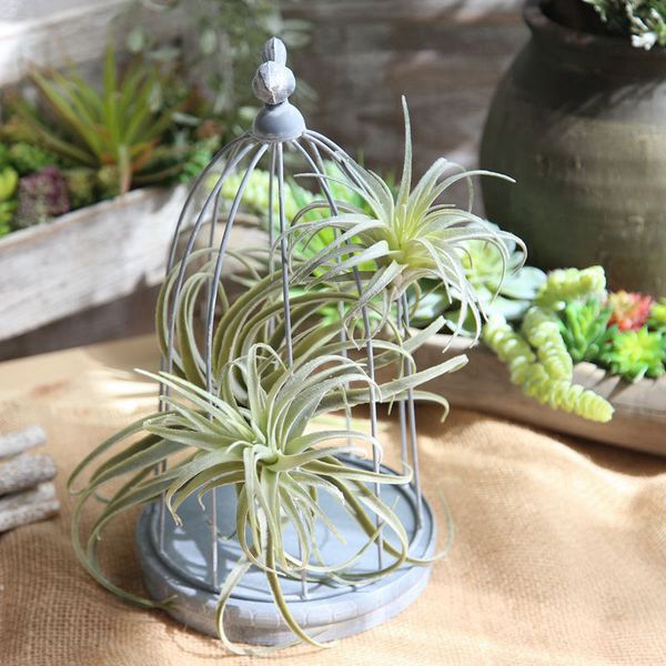 artificial succulent plant pineapple grass flower flexible glue decoration green plant wall background store display flower
artificial succulent plant pineapple grass flower flexible glue decoration green plant wall background store display flower
