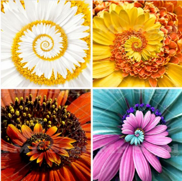 Новые 50 шт. Гербера семена, семена ромашки редкие бонсай большой цветок хризантемы длительный период цветения Для украшения дома
Новые 50 шт. Гербера семена, семена ромашки редкие бонсай большой цветок хризантемы длительный период цветения Для украшения дома
