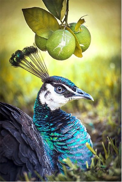 Full Square/Round Drill 5D DIY Diamond Painting "peacock" Embroidery Cross Stitch Mosaic Home Decor Art Experience toys Gift A0074 
Full Square/Round Drill 5D DIY Diamond Painting "peacock" Embroidery Cross Stitch Mosaic Home Decor Art Experience toys Gift A0074
