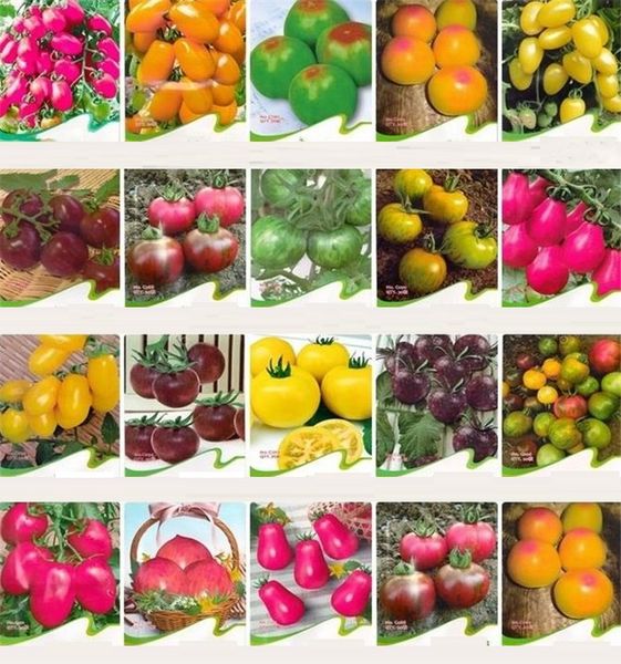 new rainbow tomato seeds, rare tomato seeds, bonsai organic vegetable & fruit seeds,potted plant for home &garden i185
new rainbow tomato seeds, rare tomato seeds, bonsai organic vegetable & fruit seeds,potted plant for home &garden i185
