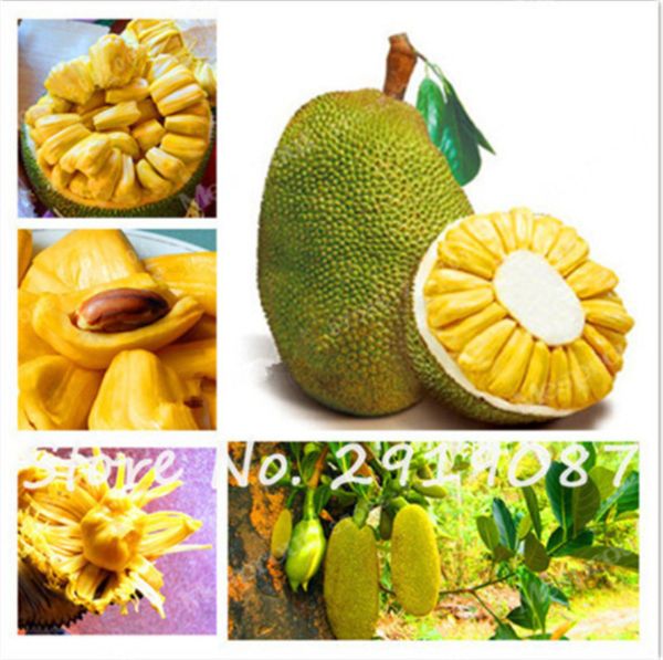 20 Pcs/Bag Fresh Jackfruit Seeds Fruit Trees Tropical Rare Giant Tree Seeds Rare Miracle Fruit Garden Seeds New Big Flower Plants So Healthy
20 Pcs/Bag Fresh Jackfruit Seeds Fruit Trees Tropical Rare Giant Tree Seeds Rare Miracle Fruit Garden Seeds New Big Flower Plants So Healthy