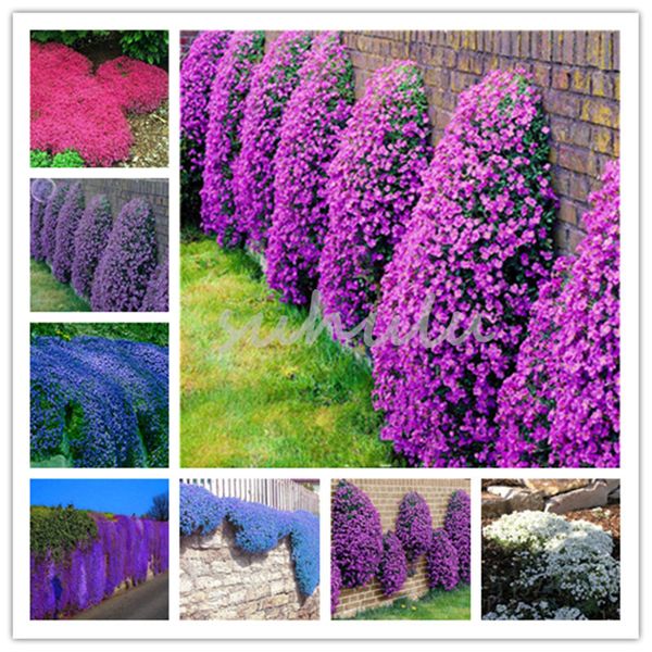 200 Шт. / Пакет Рок Кресс (Aubrieta Cultorum)Семена Редкие Почвопокровные Рок Кресс Цветок Для Дома Сад Многолетние Растения Бесплатная Доставка
200 Шт. / Пакет Рок Кресс (Aubrieta Cultorum)Семена Редкие Почвопокровные Рок Кресс Цветок Для Дома Сад Многолетние Растения Бесплатная Доставка