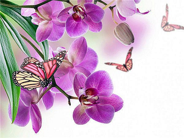 diy diamond painting cross stitch kit rhinestone mosaic home decoration flower pink orchid butterfly full round diamond embroidery ro0061
diy diamond painting cross stitch kit rhinestone mosaic home decoration flower pink orchid butterfly full round diamond embroidery ro0061