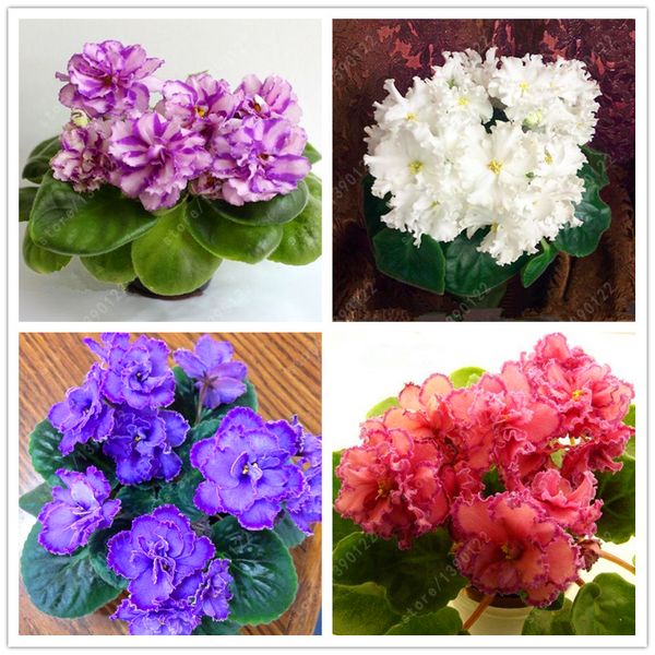 100 pcs/bag african violet seeds, bonsai flower seeds for home garden plant Perennial Herb high budding garden flowers seeds
100 pcs/bag african violet seeds, bonsai flower seeds for home garden plant Perennial Herb high budding garden flowers seeds
