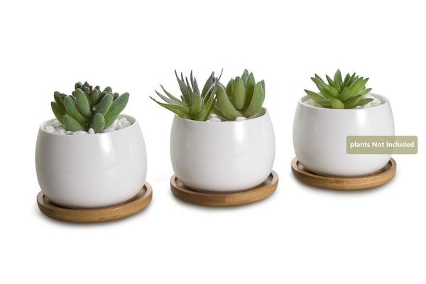 eramic White Collection Succulent Plant Pot/Cactus Plant Pot Flower Pot/Container
eramic White Collection Succulent Plant Pot/Cactus Plant Pot Flower Pot/Container