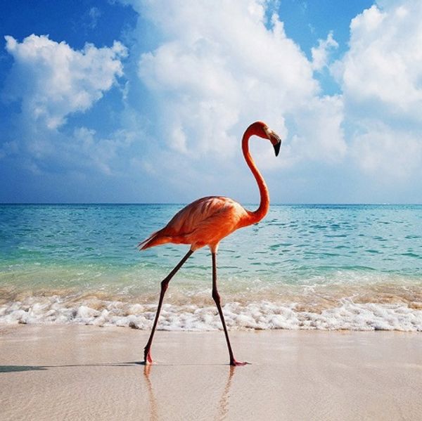 Full Square/Round Drill 5D DIY Diamond Painting "Flamingo" Embroidery Cross Stitch Mosaic Home Decor Art Experience toys Gift A0090
Full Square/Round Drill 5D DIY Diamond Painting "Flamingo" Embroidery Cross Stitch Mosaic Home Decor Art Experience toys Gift A0090
