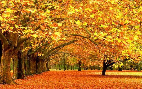 custom 3d p wall paper original 3d red maple avenue background wall paper personality wall mural wallpaper painting
custom 3d p wall paper original 3d red maple avenue background wall paper personality wall mural wallpaper painting