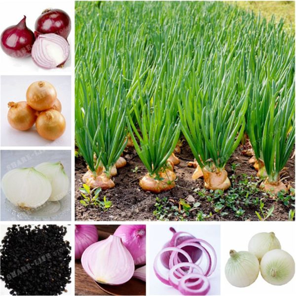 100 Шт. Лук Семена Овощ 95% Высокая Всхожесть Овощ Китайский Allium Cepa Здоровый Овощ Для
100 Шт. Лук Семена Овощ 95% Высокая Всхожесть Овощ Китайский Allium Cepa Здоровый Овощ Для