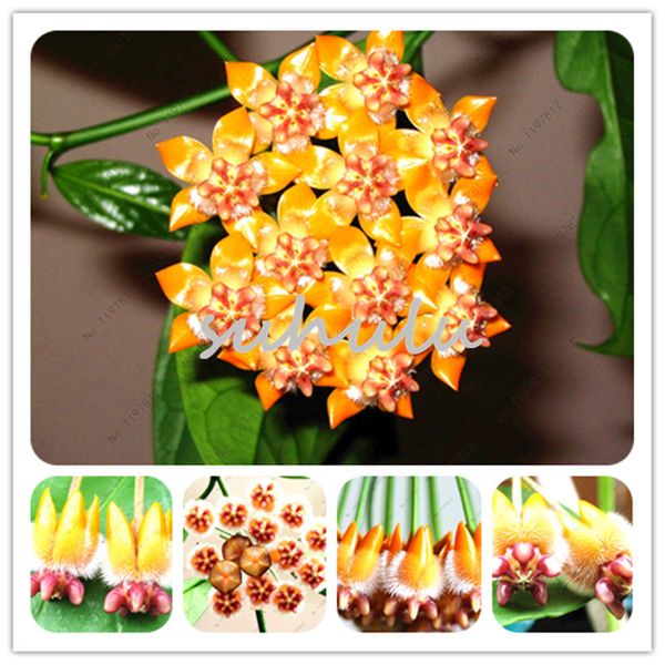 Sementes ymhzdy
Sementes ymhzdy