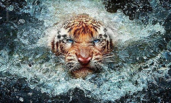 a2394 tiger 50*30 5d diy diamond embroidery painting home decor diamond crossing stitch 100% resin tool dril painting mosaic needlework
a2394 tiger 50*30 5d diy diamond embroidery painting home decor diamond crossing stitch 100% resin tool dril painting mosaic needlework