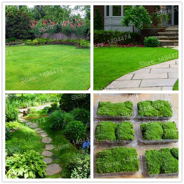 300pcs/bag Irish Moss Seeds Sagina Subulata Seeds,sphagnum moss bonsai decorative grass seeds ornamental-plant for home garden
300pcs/bag Irish Moss Seeds Sagina Subulata Seeds,sphagnum moss bonsai decorative grass seeds ornamental-plant for home garden