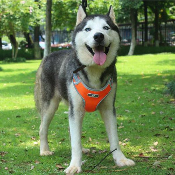 new pet traction rope vest type explosion-proof big dog pet chest strap reflective dog rope pet supplies come with a black reflective leash
new pet traction rope vest type explosion-proof big dog pet chest strap reflective dog rope pet supplies come with a black reflective leash
