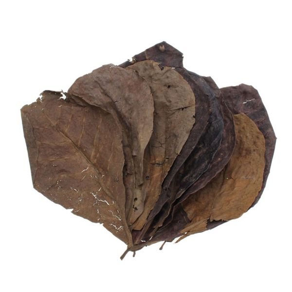 new 50pcs grade a natural terminalia catappa foetida leaves island almond leaf fish cleaning/treatment aquarium tank cleaning
new 50pcs grade a natural terminalia catappa foetida leaves island almond leaf fish cleaning/treatment aquarium tank cleaning