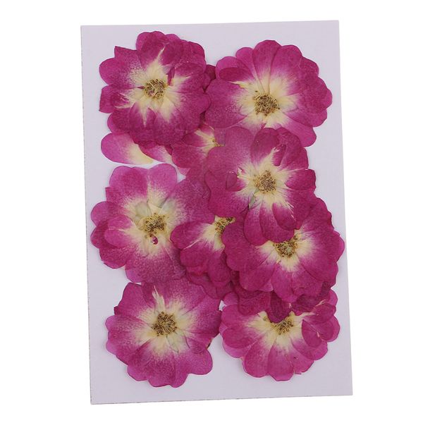 12 pieces natural real dried flower chinese rose for diy necklace pendants charms resin casting ornament purple 3-4cm
12 pieces natural real dried flower chinese rose for diy necklace pendants charms resin casting ornament purple 3-4cm