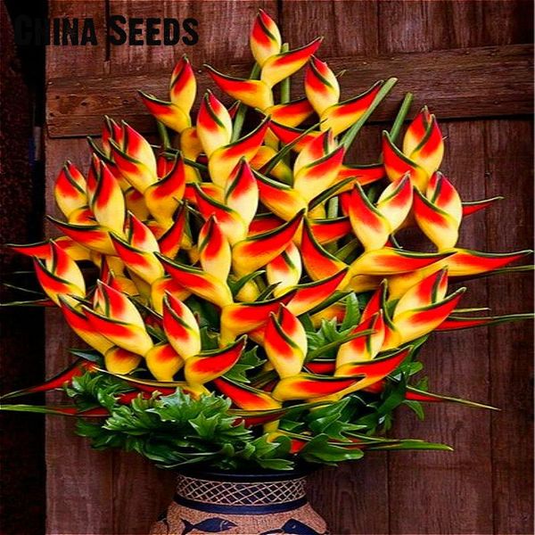indoor potted plant flower orange strelitzia reginae bonsai bird of paradise bonsai jardim sementes 100 particles / lot
indoor potted plant flower orange strelitzia reginae bonsai bird of paradise bonsai jardim sementes 100 particles / lot