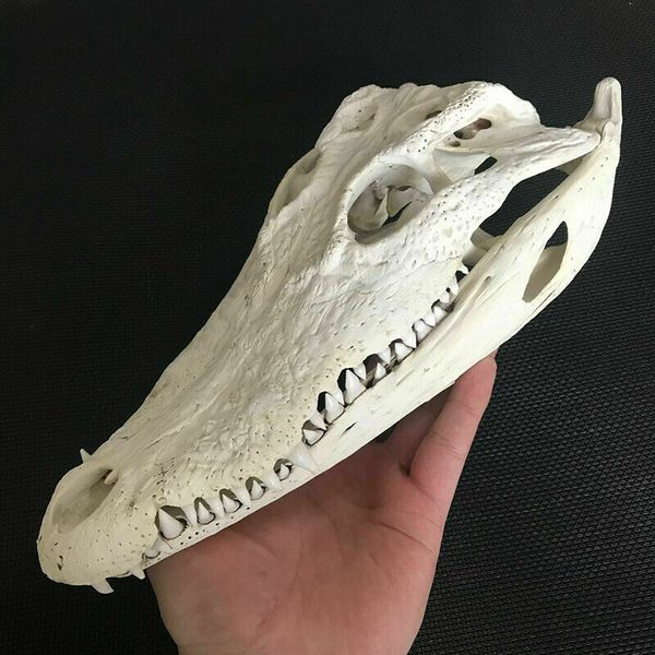 1шт подлинная crocodylus siamensis сиамского крокодила череп таксидермия 20-40 cm образец длина черепа животных
1шт подлинная crocodylus siamensis сиамского крокодила череп таксидермия 20-40 cm образец длина черепа животных